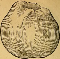 Picture 180 of 257 from Historia novi et admirabilis fontis balneique Bollensis in Ducatu Wirtembergico ad acidulas Goepingenses : mandato illustris. principis ac D.D. Frid. Ducis Vvirtemberg. et Teccensis. Comitis Montisbelig. &c. ac Equ. Ord. Reg. Gall. ad subditorum omniumqu[e] vicinorum & exterorum emolumentum ob vires insignes adornati, (1598), leaf 431