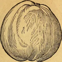 Picture 181 of 257 from Historia novi et admirabilis fontis balneique Bollensis in Ducatu Wirtembergico ad acidulas Goepingenses : mandato illustris. principis ac D.D. Frid. Ducis Vvirtemberg. et Teccensis. Comitis Montisbelig. &c. ac Equ. Ord. Reg. Gall. ad subditorum omniumqu[e] vicinorum & exterorum emolumentum ob vires insignes adornati, (1598), leaf 432
