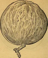 Picture 182 of 257 from Historia novi et admirabilis fontis balneique Bollensis in Ducatu Wirtembergico ad acidulas Goepingenses : mandato illustris. principis ac D.D. Frid. Ducis Vvirtemberg. et Teccensis. Comitis Montisbelig. &c. ac Equ. Ord. Reg. Gall. ad subditorum omniumqu[e] vicinorum & exterorum emolumentum ob vires insignes adornati, (1598), leaf 433
