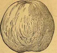 An illustration from Historia novi et admirabilis fontis balneique Bollensis in Ducatu Wirtembergico ad acidulas Goepingenses : mandato illustris. principis ac D.D. Frid. Ducis Vvirtemberg. et Teccensis. Comitis Montisbelig. &c. ac Equ. Ord. Reg. Gall. ad subditorum omniumqu[e] vicinorum & exterorum emolumentum ob vires insignes adornati, (1598)