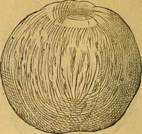 An illustration from Historia novi et admirabilis fontis balneique Bollensis in Ducatu Wirtembergico ad acidulas Goepingenses : mandato illustris. principis ac D.D. Frid. Ducis Vvirtemberg. et Teccensis. Comitis Montisbelig. &c. ac Equ. Ord. Reg. Gall. ad subditorum omniumqu[e] vicinorum & exterorum emolumentum ob vires insignes adornati, (1598)