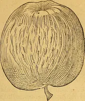 An illustration from Historia novi et admirabilis fontis balneique Bollensis in Ducatu Wirtembergico ad acidulas Goepingenses : mandato illustris. principis ac D.D. Frid. Ducis Vvirtemberg. et Teccensis. Comitis Montisbelig. &c. ac Equ. Ord. Reg. Gall. ad subditorum omniumqu[e] vicinorum & exterorum emolumentum ob vires insignes adornati, (1598)