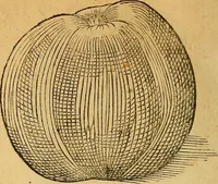 Picture 188 of 257 from Historia novi et admirabilis fontis balneique Bollensis in Ducatu Wirtembergico ad acidulas Goepingenses : mandato illustris. principis ac D.D. Frid. Ducis Vvirtemberg. et Teccensis. Comitis Montisbelig. &c. ac Equ. Ord. Reg. Gall. ad subditorum omniumqu[e] vicinorum & exterorum emolumentum ob vires insignes adornati, (1598), leaf 439