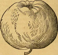 Picture 189 of 257 from Historia novi et admirabilis fontis balneique Bollensis in Ducatu Wirtembergico ad acidulas Goepingenses : mandato illustris. principis ac D.D. Frid. Ducis Vvirtemberg. et Teccensis. Comitis Montisbelig. &c. ac Equ. Ord. Reg. Gall. ad subditorum omniumqu[e] vicinorum & exterorum emolumentum ob vires insignes adornati, (1598), leaf 439