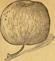 Picture 190 of 257 from Historia novi et admirabilis fontis balneique Bollensis in Ducatu Wirtembergico ad acidulas Goepingenses : mandato illustris. principis ac D.D. Frid. Ducis Vvirtemberg. et Teccensis. Comitis Montisbelig. &c. ac Equ. Ord. Reg. Gall. ad subditorum omniumqu[e] vicinorum & exterorum emolumentum ob vires insignes adornati, (1598), leaf 440