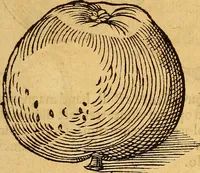 Picture 193 of 257 from Historia novi et admirabilis fontis balneique Bollensis in Ducatu Wirtembergico ad acidulas Goepingenses : mandato illustris. principis ac D.D. Frid. Ducis Vvirtemberg. et Teccensis. Comitis Montisbelig. &c. ac Equ. Ord. Reg. Gall. ad subditorum omniumqu[e] vicinorum & exterorum emolumentum ob vires insignes adornati, (1598), leaf 442