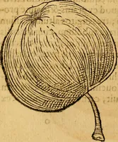 Picture 195 of 257 from Historia novi et admirabilis fontis balneique Bollensis in Ducatu Wirtembergico ad acidulas Goepingenses : mandato illustris. principis ac D.D. Frid. Ducis Vvirtemberg. et Teccensis. Comitis Montisbelig. &c. ac Equ. Ord. Reg. Gall. ad subditorum omniumqu[e] vicinorum & exterorum emolumentum ob vires insignes adornati, (1598), leaf 443