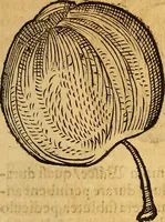 Picture 196 of 257 from Historia novi et admirabilis fontis balneique Bollensis in Ducatu Wirtembergico ad acidulas Goepingenses : mandato illustris. principis ac D.D. Frid. Ducis Vvirtemberg. et Teccensis. Comitis Montisbelig. &c. ac Equ. Ord. Reg. Gall. ad subditorum omniumqu[e] vicinorum & exterorum emolumentum ob vires insignes adornati, (1598), leaf 444