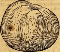Picture 197 of 257 from Historia novi et admirabilis fontis balneique Bollensis in Ducatu Wirtembergico ad acidulas Goepingenses : mandato illustris. principis ac D.D. Frid. Ducis Vvirtemberg. et Teccensis. Comitis Montisbelig. &c. ac Equ. Ord. Reg. Gall. ad subditorum omniumqu[e] vicinorum & exterorum emolumentum ob vires insignes adornati, (1598), leaf 444