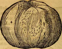 An illustration from Historia novi et admirabilis fontis balneique Bollensis in Ducatu Wirtembergico ad acidulas Goepingenses : mandato illustris. principis ac D.D. Frid. Ducis Vvirtemberg. et Teccensis. Comitis Montisbelig. &c. ac Equ. Ord. Reg. Gall. ad subditorum omniumqu[e] vicinorum & exterorum emolumentum ob vires insignes adornati, (1598)