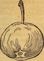 Picture 202 of 257 from Historia novi et admirabilis fontis balneique Bollensis in Ducatu Wirtembergico ad acidulas Goepingenses : mandato illustris. principis ac D.D. Frid. Ducis Vvirtemberg. et Teccensis. Comitis Montisbelig. &c. ac Equ. Ord. Reg. Gall. ad subditorum omniumqu[e] vicinorum & exterorum emolumentum ob vires insignes adornati, (1598), leaf 448