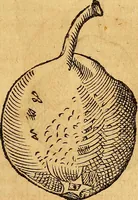 Picture 203 of 257 from Historia novi et admirabilis fontis balneique Bollensis in Ducatu Wirtembergico ad acidulas Goepingenses : mandato illustris. principis ac D.D. Frid. Ducis Vvirtemberg. et Teccensis. Comitis Montisbelig. &c. ac Equ. Ord. Reg. Gall. ad subditorum omniumqu[e] vicinorum & exterorum emolumentum ob vires insignes adornati, (1598), leaf 448