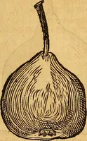 Picture 205 of 257 from Historia novi et admirabilis fontis balneique Bollensis in Ducatu Wirtembergico ad acidulas Goepingenses : mandato illustris. principis ac D.D. Frid. Ducis Vvirtemberg. et Teccensis. Comitis Montisbelig. &c. ac Equ. Ord. Reg. Gall. ad subditorum omniumqu[e] vicinorum & exterorum emolumentum ob vires insignes adornati, (1598), leaf 450