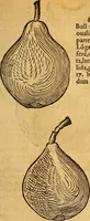 An illustration from Historia novi et admirabilis fontis balneique Bollensis in Ducatu Wirtembergico ad acidulas Goepingenses : mandato illustris. principis ac D.D. Frid. Ducis Vvirtemberg. et Teccensis. Comitis Montisbelig. &c. ac Equ. Ord. Reg. Gall. ad subditorum omniumqu[e] vicinorum & exterorum emolumentum ob vires insignes adornati, (1598)