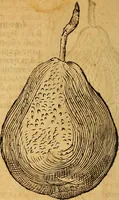 Picture 208 of 257 from Historia novi et admirabilis fontis balneique Bollensis in Ducatu Wirtembergico ad acidulas Goepingenses : mandato illustris. principis ac D.D. Frid. Ducis Vvirtemberg. et Teccensis. Comitis Montisbelig. &c. ac Equ. Ord. Reg. Gall. ad subditorum omniumqu[e] vicinorum & exterorum emolumentum ob vires insignes adornati, (1598), leaf 453