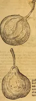Picture 209 of 257 from Historia novi et admirabilis fontis balneique Bollensis in Ducatu Wirtembergico ad acidulas Goepingenses : mandato illustris. principis ac D.D. Frid. Ducis Vvirtemberg. et Teccensis. Comitis Montisbelig. &c. ac Equ. Ord. Reg. Gall. ad subditorum omniumqu[e] vicinorum & exterorum emolumentum ob vires insignes adornati, (1598), leaf 454