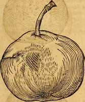 Picture 211 of 257 from Historia novi et admirabilis fontis balneique Bollensis in Ducatu Wirtembergico ad acidulas Goepingenses : mandato illustris. principis ac D.D. Frid. Ducis Vvirtemberg. et Teccensis. Comitis Montisbelig. &c. ac Equ. Ord. Reg. Gall. ad subditorum omniumqu[e] vicinorum & exterorum emolumentum ob vires insignes adornati, (1598), leaf 456