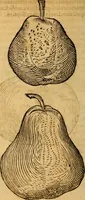Picture 212 of 257 from Historia novi et admirabilis fontis balneique Bollensis in Ducatu Wirtembergico ad acidulas Goepingenses : mandato illustris. principis ac D.D. Frid. Ducis Vvirtemberg. et Teccensis. Comitis Montisbelig. &c. ac Equ. Ord. Reg. Gall. ad subditorum omniumqu[e] vicinorum & exterorum emolumentum ob vires insignes adornati, (1598), leaf 457