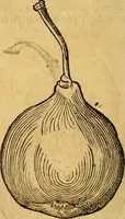 Picture 214 of 257 from Historia novi et admirabilis fontis balneique Bollensis in Ducatu Wirtembergico ad acidulas Goepingenses : mandato illustris. principis ac D.D. Frid. Ducis Vvirtemberg. et Teccensis. Comitis Montisbelig. &c. ac Equ. Ord. Reg. Gall. ad subditorum omniumqu[e] vicinorum & exterorum emolumentum ob vires insignes adornati, (1598), leaf 459
