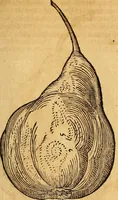 Picture 229 of 257 from Historia novi et admirabilis fontis balneique Bollensis in Ducatu Wirtembergico ad acidulas Goepingenses : mandato illustris. principis ac D.D. Frid. Ducis Vvirtemberg. et Teccensis. Comitis Montisbelig. &c. ac Equ. Ord. Reg. Gall. ad subditorum omniumqu[e] vicinorum & exterorum emolumentum ob vires insignes adornati, (1598), leaf 474