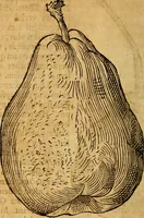 An illustration from Historia novi et admirabilis fontis balneique Bollensis in Ducatu Wirtembergico ad acidulas Goepingenses : mandato illustris. principis ac D.D. Frid. Ducis Vvirtemberg. et Teccensis. Comitis Montisbelig. &c. ac Equ. Ord. Reg. Gall. ad subditorum omniumqu[e] vicinorum & exterorum emolumentum ob vires insignes adornati, (1598)