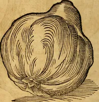 An illustration from Historia novi et admirabilis fontis balneique Bollensis in Ducatu Wirtembergico ad acidulas Goepingenses : mandato illustris. principis ac D.D. Frid. Ducis Vvirtemberg. et Teccensis. Comitis Montisbelig. &c. ac Equ. Ord. Reg. Gall. ad subditorum omniumqu[e] vicinorum & exterorum emolumentum ob vires insignes adornati, (1598)