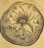 An illustration from Historia novi et admirabilis fontis balneique Bollensis in Ducatu Wirtembergico ad acidulas Goepingenses : mandato illustris. principis ac D.D. Frid. Ducis Vvirtemberg. et Teccensis. Comitis Montisbelig. &c. ac Equ. Ord. Reg. Gall. ad subditorum omniumqu[e] vicinorum & exterorum emolumentum ob vires insignes adornati, (1598)