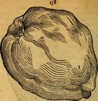 An illustration from Historia novi et admirabilis fontis balneique Bollensis in Ducatu Wirtembergico ad acidulas Goepingenses : mandato illustris. principis ac D.D. Frid. Ducis Vvirtemberg. et Teccensis. Comitis Montisbelig. &c. ac Equ. Ord. Reg. Gall. ad subditorum omniumqu[e] vicinorum & exterorum emolumentum ob vires insignes adornati, (1598)