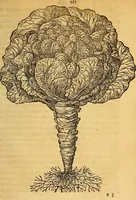 Picture 239 of 257 from Historia novi et admirabilis fontis balneique Bollensis in Ducatu Wirtembergico ad acidulas Goepingenses : mandato illustris. principis ac D.D. Frid. Ducis Vvirtemberg. et Teccensis. Comitis Montisbelig. &c. ac Equ. Ord. Reg. Gall. ad subditorum omniumqu[e] vicinorum & exterorum emolumentum ob vires insignes adornati, (1598), leaf 510