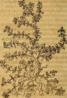An illustration from Historia novi et admirabilis fontis balneique Bollensis in Ducatu Wirtembergico ad acidulas Goepingenses : mandato illustris. principis ac D.D. Frid. Ducis Vvirtemberg. et Teccensis. Comitis Montisbelig. &c. ac Equ. Ord. Reg. Gall. ad subditorum omniumqu[e] vicinorum & exterorum emolumentum ob vires insignes adornati, (1598)