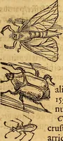 An illustration from Historia novi et admirabilis fontis balneique Bollensis in Ducatu Wirtembergico ad acidulas Goepingenses : mandato illustris. principis ac D.D. Frid. Ducis Vvirtemberg. et Teccensis. Comitis Montisbelig. &c. ac Equ. Ord. Reg. Gall. ad subditorum omniumqu[e] vicinorum & exterorum emolumentum ob vires insignes adornati, (1598)