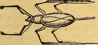 An illustration from Historia novi et admirabilis fontis balneique Bollensis in Ducatu Wirtembergico ad acidulas Goepingenses : mandato illustris. principis ac D.D. Frid. Ducis Vvirtemberg. et Teccensis. Comitis Montisbelig. &c. ac Equ. Ord. Reg. Gall. ad subditorum omniumqu[e] vicinorum & exterorum emolumentum ob vires insignes adornati, (1598)