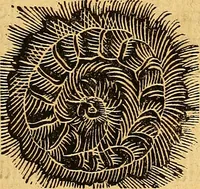 Picture 247 of 257 from Historia novi et admirabilis fontis balneique Bollensis in Ducatu Wirtembergico ad acidulas Goepingenses : mandato illustris. principis ac D.D. Frid. Ducis Vvirtemberg. et Teccensis. Comitis Montisbelig. &c. ac Equ. Ord. Reg. Gall. ad subditorum omniumqu[e] vicinorum & exterorum emolumentum ob vires insignes adornati, (1598), leaf 558
