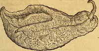 An illustration from Historia novi et admirabilis fontis balneique Bollensis in Ducatu Wirtembergico ad acidulas Goepingenses : mandato illustris. principis ac D.D. Frid. Ducis Vvirtemberg. et Teccensis. Comitis Montisbelig. &c. ac Equ. Ord. Reg. Gall. ad subditorum omniumqu[e] vicinorum & exterorum emolumentum ob vires insignes adornati, (1598)