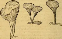 Picture 252 of 257 from Historia novi et admirabilis fontis balneique Bollensis in Ducatu Wirtembergico ad acidulas Goepingenses : mandato illustris. principis ac D.D. Frid. Ducis Vvirtemberg. et Teccensis. Comitis Montisbelig. &c. ac Equ. Ord. Reg. Gall. ad subditorum omniumqu[e] vicinorum & exterorum emolumentum ob vires insignes adornati, (1598), leaf 571