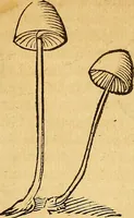 An illustration from Historia novi et admirabilis fontis balneique Bollensis in Ducatu Wirtembergico ad acidulas Goepingenses : mandato illustris. principis ac D.D. Frid. Ducis Vvirtemberg. et Teccensis. Comitis Montisbelig. &c. ac Equ. Ord. Reg. Gall. ad subditorum omniumqu[e] vicinorum & exterorum emolumentum ob vires insignes adornati, (1598)