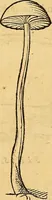 Picture 254 of 257 from Historia novi et admirabilis fontis balneique Bollensis in Ducatu Wirtembergico ad acidulas Goepingenses : mandato illustris. principis ac D.D. Frid. Ducis Vvirtemberg. et Teccensis. Comitis Montisbelig. &c. ac Equ. Ord. Reg. Gall. ad subditorum omniumqu[e] vicinorum & exterorum emolumentum ob vires insignes adornati, (1598), leaf 572