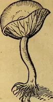An illustration from Historia novi et admirabilis fontis balneique Bollensis in Ducatu Wirtembergico ad acidulas Goepingenses : mandato illustris. principis ac D.D. Frid. Ducis Vvirtemberg. et Teccensis. Comitis Montisbelig. &c. ac Equ. Ord. Reg. Gall. ad subditorum omniumqu[e] vicinorum & exterorum emolumentum ob vires insignes adornati, (1598)