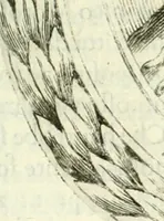 An illustration from Historia veneta (1680)