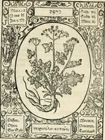An illustration from Historia vnnd Beschreibung influentischer, elementischer vnd natürlicher Wirckungen, aller fremden vnnd heimischen Erdgewechssen ... (1578)
