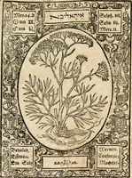 An illustration from Historia vnnd Beschreibung influentischer, elementischer vnd natürlicher Wirckungen, aller fremden vnnd heimischen Erdgewechssen ... (1578)