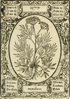 Picture 66 of 79 from Historia vnnd Beschreibung influentischer, elementischer vnd natürlicher Wirckungen, aller fremden vnnd heimischen Erdgewechssen ... (1578), leaf 142