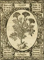 An illustration from Historia vnnd Beschreibung influentischer, elementischer vnd natürlicher Wirckungen, aller fremden vnnd heimischen Erdgewechssen ... (1578)