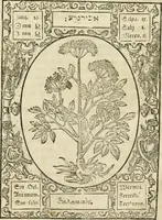 An illustration from Historia vnnd Beschreibung influentischer, elementischer vnd natürlicher Wirckungen, aller fremden vnnd heimischen Erdgewechssen ... (1578)