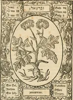 Picture 20 of 79 from Historia vnnd Beschreibung influentischer, elementischer vnd natürlicher Wirckungen, aller fremden vnnd heimischen Erdgewechssen ... (1578), leaf 37