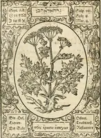 An illustration from Historia vnnd Beschreibung influentischer, elementischer vnd natürlicher Wirckungen, aller fremden vnnd heimischen Erdgewechssen ... (1578)