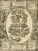 Picture 28 of 79 from Historia vnnd Beschreibung influentischer, elementischer vnd natürlicher Wirckungen, aller fremden vnnd heimischen Erdgewechssen ... (1578), leaf 49