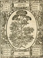 An illustration from Historia vnnd Beschreibung influentischer, elementischer vnd natürlicher Wirckungen, aller fremden vnnd heimischen Erdgewechssen ... (1578)