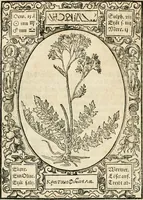 An illustration from Historia vnnd Beschreibung influentischer, elementischer vnd natürlicher Wirckungen, aller fremden vnnd heimischen Erdgewechssen ... (1578)