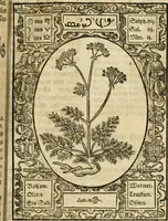 An illustration from Historia vnnd Beschreibung influentischer, elementischer vnd natürlicher Wirckungen, aller fremden vnnd heimischen Erdgewechssen ... (1578)